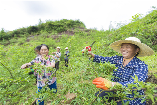 东河镇狮子村一组农户在藤椒园采摘藤椒